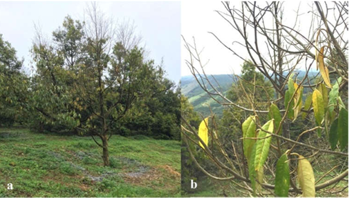 Bệnh chết ngược trên cây sầu riêng