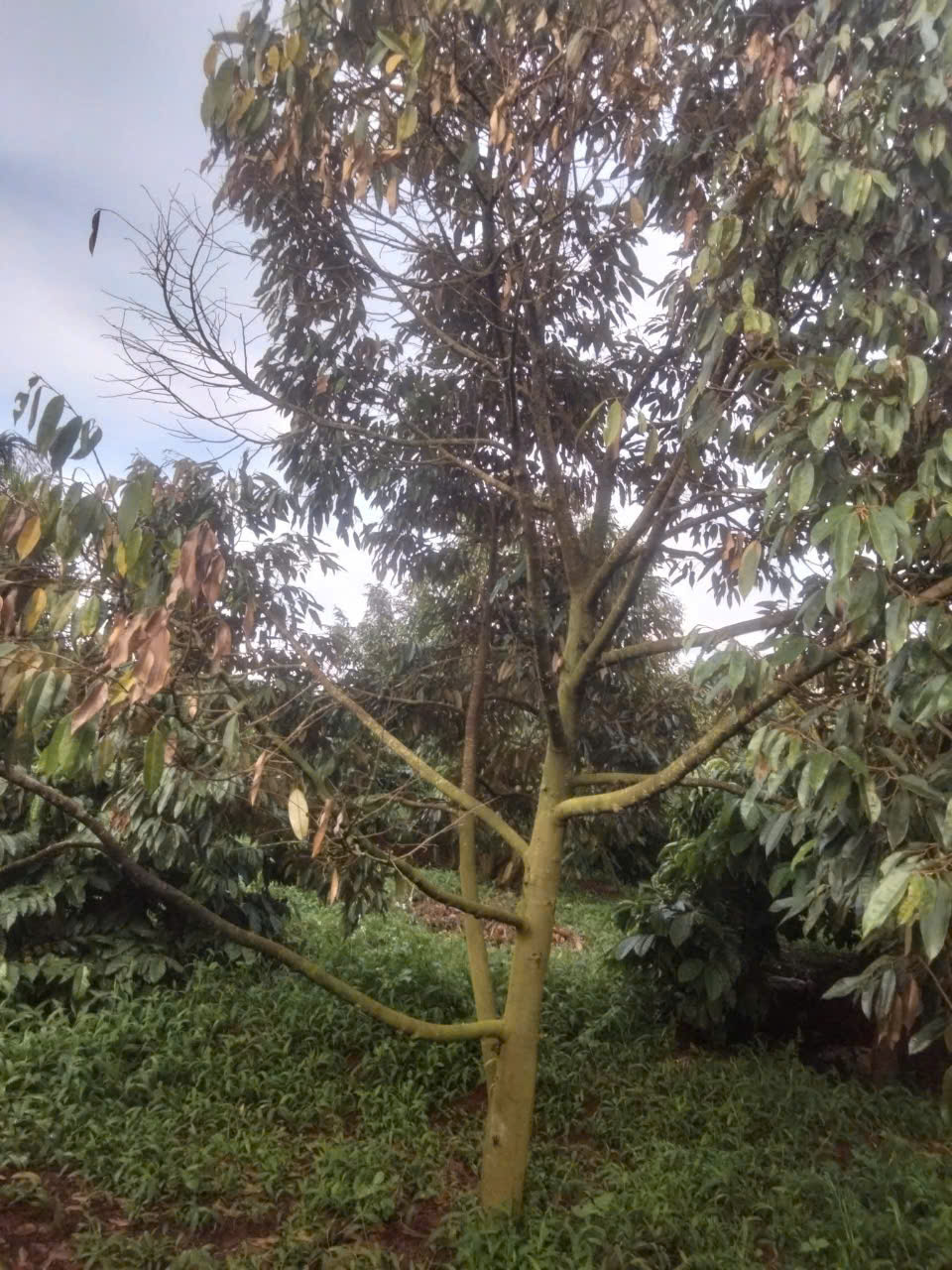 Bệnh chết ngược trên cây sầu riêng