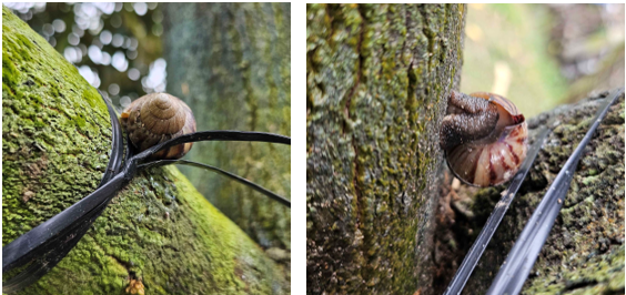 Thuốc quản lý ốc sên