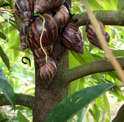 Thuốc quản lý ốc sên