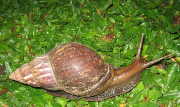 Thuốc quản lý ốc sên