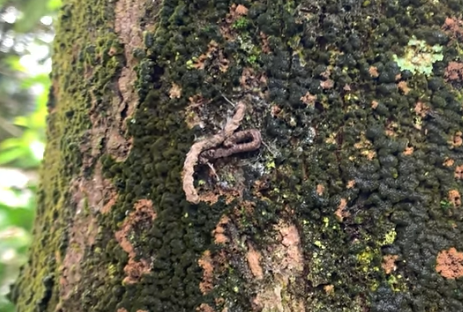 Thuốc quản lý ốc sên