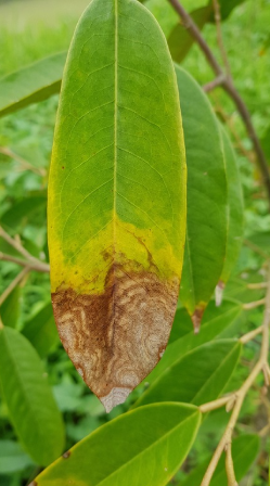 THUỐC ĐẶC TRỊ THÁN THƯ TRÊN SẦU RIÊNG