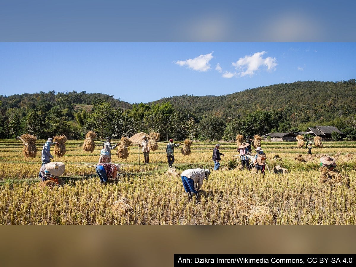Thu hoạch lúa và gom rơm rạ trên ruộng