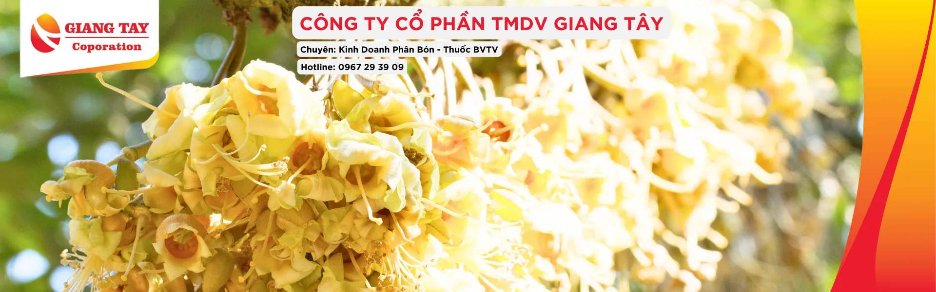 Phân Thuốc chuyên dùng trên sầu riêng