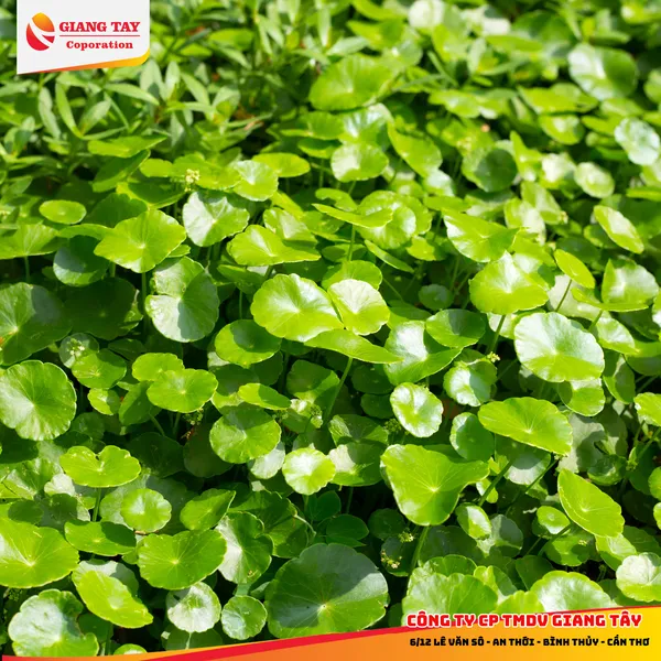 Thuốc diệt lúa cỏ, cỏ mè, khoai mì (Sắn), ngò gai, diếp cá, rau thơm, bầu bí dưa - XELETSUPE 24EC + Chất bổ trợ PK888