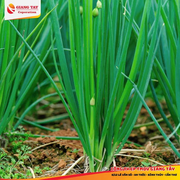 Thuốc diệt lúa cỏ, cỏ mè, khoai mì (Sắn), ngò gai, diếp cá, rau thơm, bầu bí dưa - XELETSUPE 24EC + Chất bổ trợ PK888