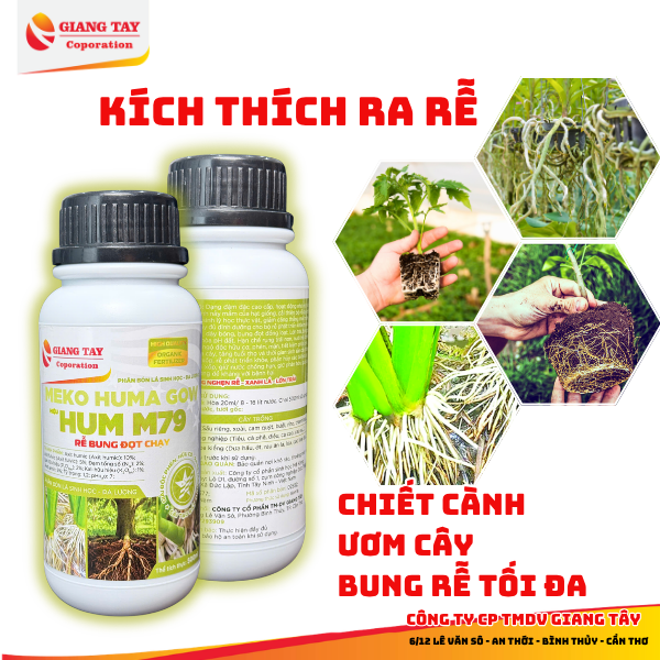 Thuốc kích rễ HUM M79| Dùng kích ra rễ cây con, chiết cành, bứng duy dời cây - Rễ ra khoẻ, to mập