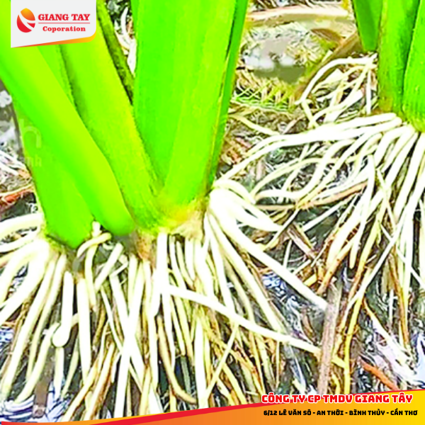 Thuốc kích rễ HUM M79| Dùng kích ra rễ cây con, chiết cành, bứng duy dời cây - Rễ ra khoẻ, to mập