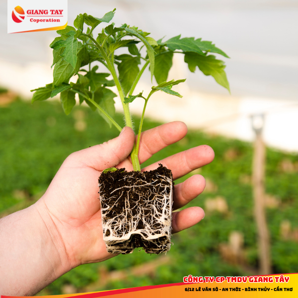 Thuốc kích rễ HUM M79| Dùng kích ra rễ cây con, chiết cành, bứng duy dời cây - Rễ ra khoẻ, to mập