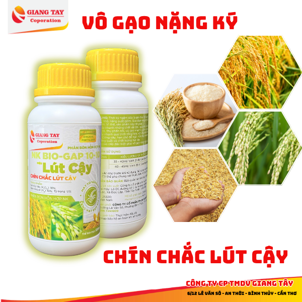 Chế phẩm Vô Gạo Lút Cậy 500ml - Chuyên dùng vô gạo trên lúa - Giúp lúa chín chắc tới cậy, hạt to sáng bòng