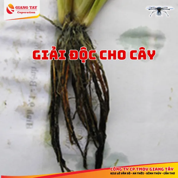 Amino Tây Ban Nha G-AMI L10.6