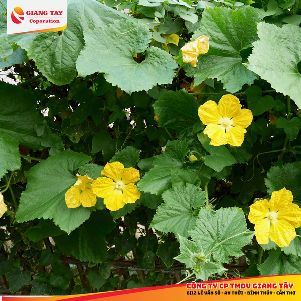 Phân Bón Lá G7 - P30 15 - 30 -15  + TE 1Kg (4 gói 250 gram)
