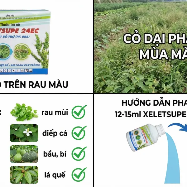 Thuốc diệt lúa cỏ, cỏ mè, khoai mì (Sắn), ngò gai, diếp cá, rau thơm, bầu bí dưa - XELETSUPE 24EC + Chất bổ trợ PK888