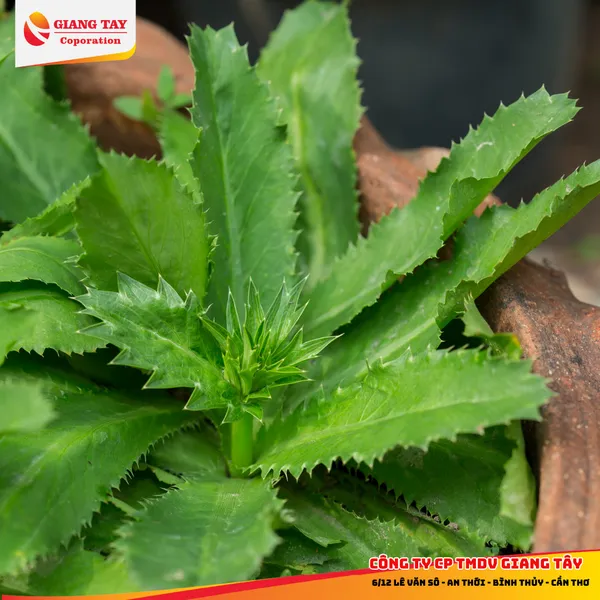 Thuốc diệt lúa cỏ, cỏ mè, khoai mì (Sắn), ngò gai, diếp cá, rau thơm, bầu bí dưa - XELETSUPE 24EC + Chất bổ trợ PK888