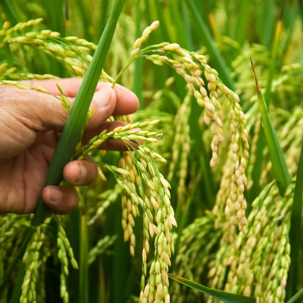 Thuốc điều hòa sinh trưởng Nyro 0.01SL - Brassinolide