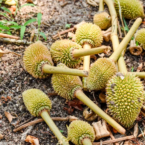 Thuốc điều hòa sinh trưởng Nyro 0.01SL - Brassinolide