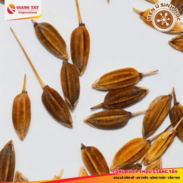 Thuốc diệt lúa ma Gtri Max One