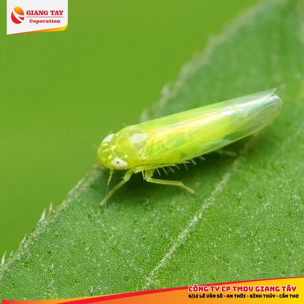 Thuốc đặc trị rầy xanh - ACE Rayxanh 300WG
