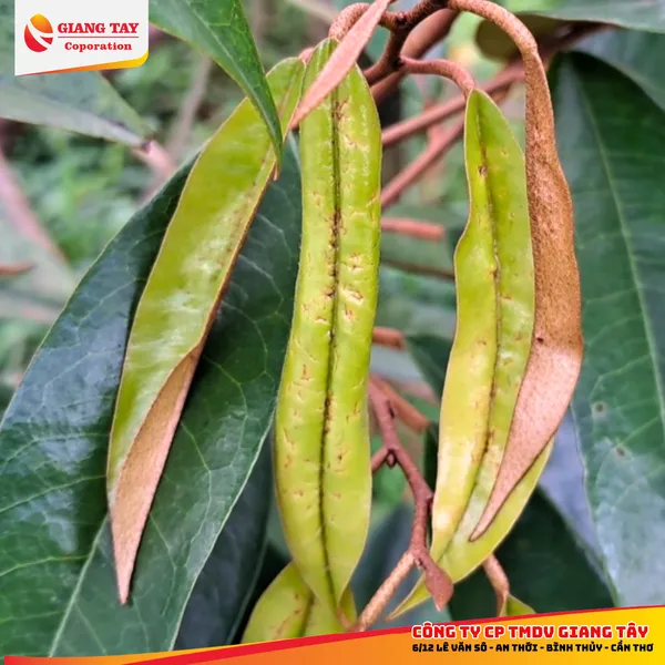 Thuốc đặc trị rầy xanh - ACE Rayxanh 300WG