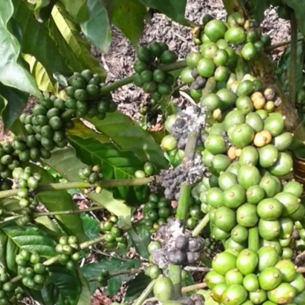 Thuốc đặc trị rầy xanh - ACE Rayxanh 300WG