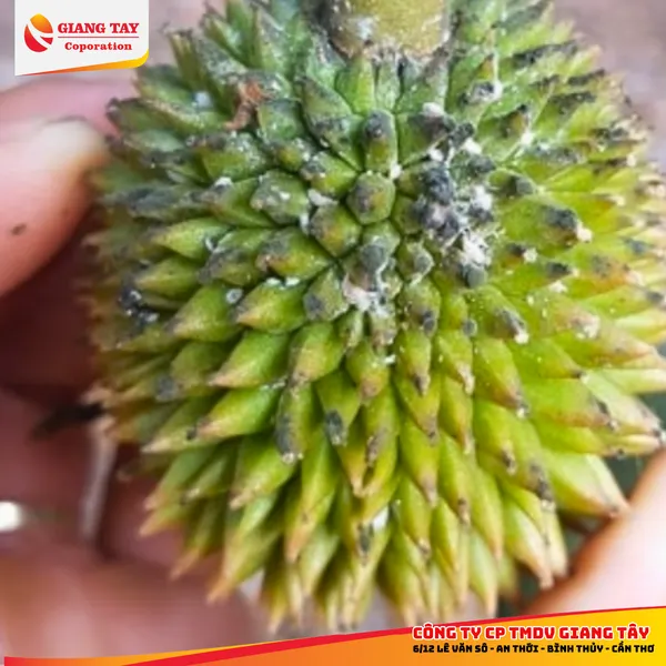 Thuốc đặc trị rầy xanh - ACE Rayxanh 300WG