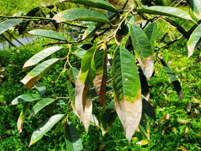 BỆNH CHÁY LÁ TRÊN CÂY SẦU RIÊNG