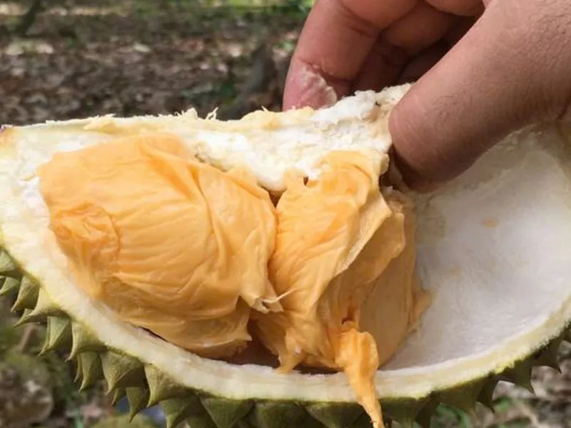 Sầu Riêng Bị Sượng Nước - Nguyên Nhân Và Biện Pháp