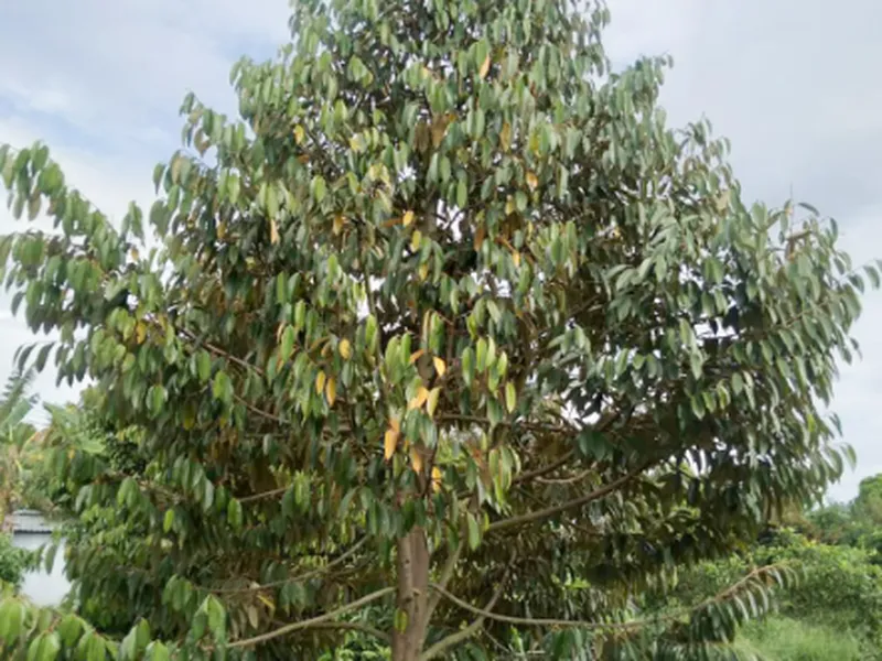 BIỆN PHÁP PHÒNG TRỊ VÀNG LÁ THỐI RỄ SẦU RIÊNG