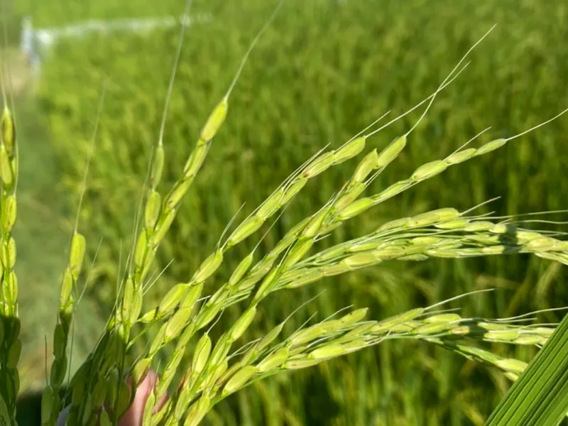 LÚA CỎ - KẺ CƯỚP NĂNG SUẤT TRÊN RUỘNG LÚA