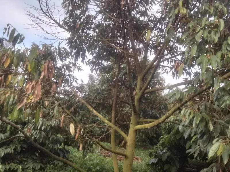 BỆNH CHẾT NGƯỢC TRÊN CÂY SẦU RIÊNG