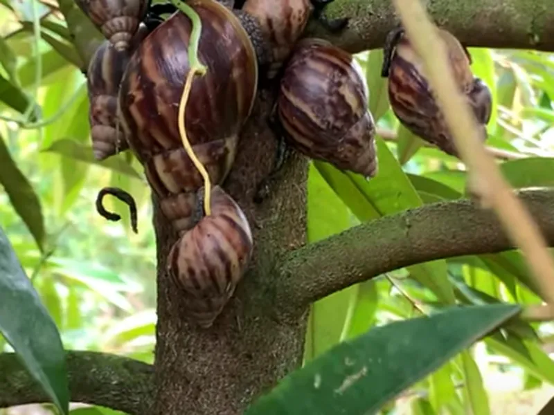 ỐC SÊN - TÁC NHÂN THẦM LẶNG GÂY BỆNH THỐI GỐC, XÌ MỦ TRÊN SẦU RIÊNG, HỒ TIÊU, CÀ PHÊ...