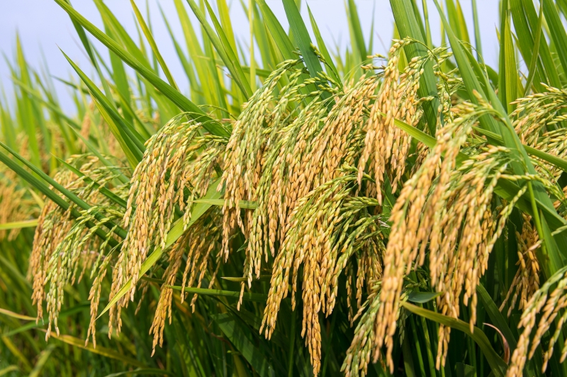 KỸ THUẬT TRỒNG LÚA