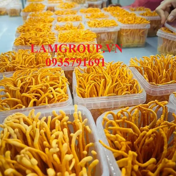 Nấm Đông trùng hạ thảo tươi sạch 200g