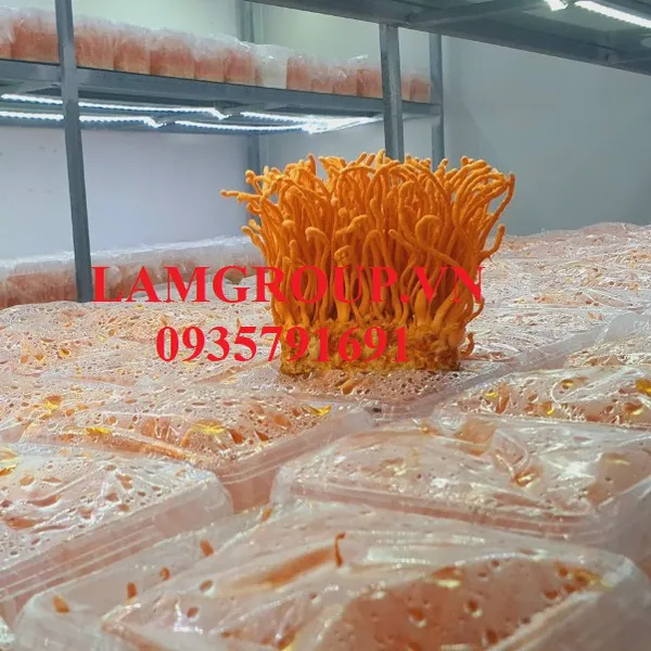 Nấm Đông trùng hạ thảo tươi sạch 200g