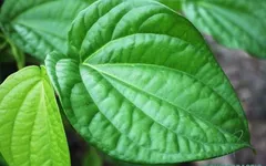 LÁ TRẦU KHÔNG – “THẦN DƯỢC” CHỮA BỆNH GOUT