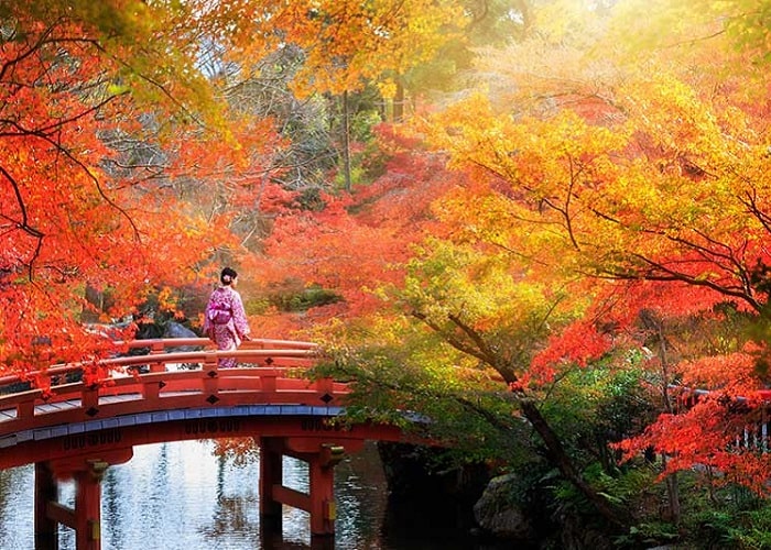 thiên nhiên Nhật Bản chuyển mình và bạn sẽ được chiêm ngưỡng những cánh đồng cây lá đỏ rực rỡ thiên nhiên Nhật Bản chuyển mình và bạn sẽ được chiêm ngưỡng những cánh đồng cây lá đỏ rực rỡ