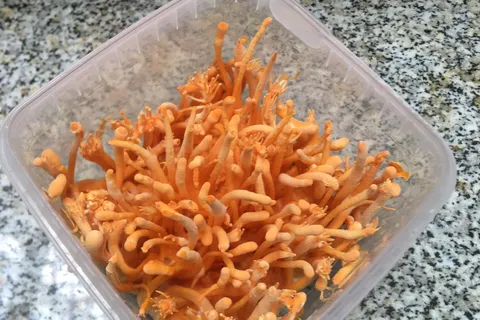 Nấm Đông Trùng Hạ Thảo tươi - Hộp 110gr