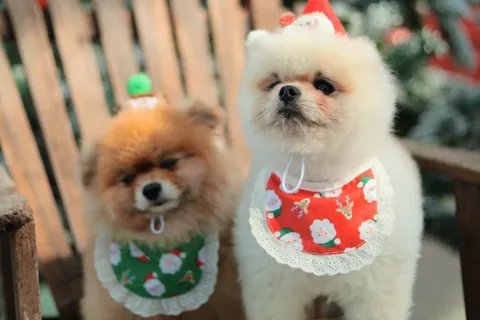 Tour Đà Lạt 3 ngày 2 đêm dành cho học sinh cuối cấp: Chương trình đặc biệt của Ohana Eco Tours.