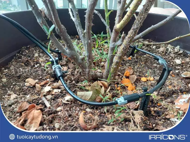 Gắn béc tưới nhỏ giọt cho các chậu cây Gắn béc tưới nhỏ giọt cho các chậu cây