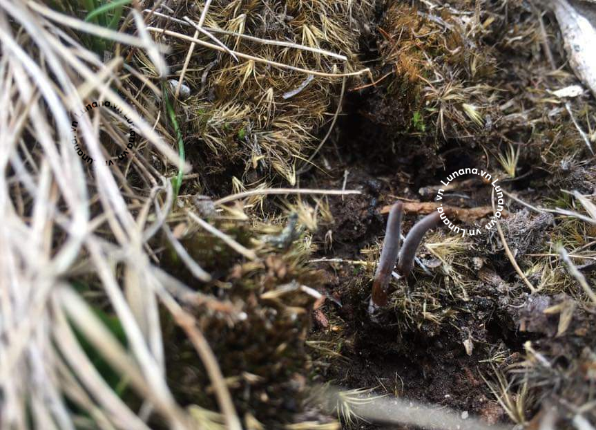 Đông trùng hạ thảo được khai thác như thế nào? Đông trùng hạ thảo được khai thác như thế nào?