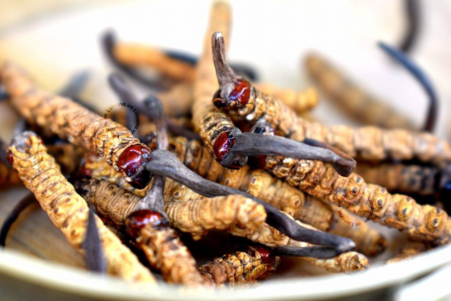 Đông trùng hạ thảo là gì? Đông trùng hạ thảo là gì?