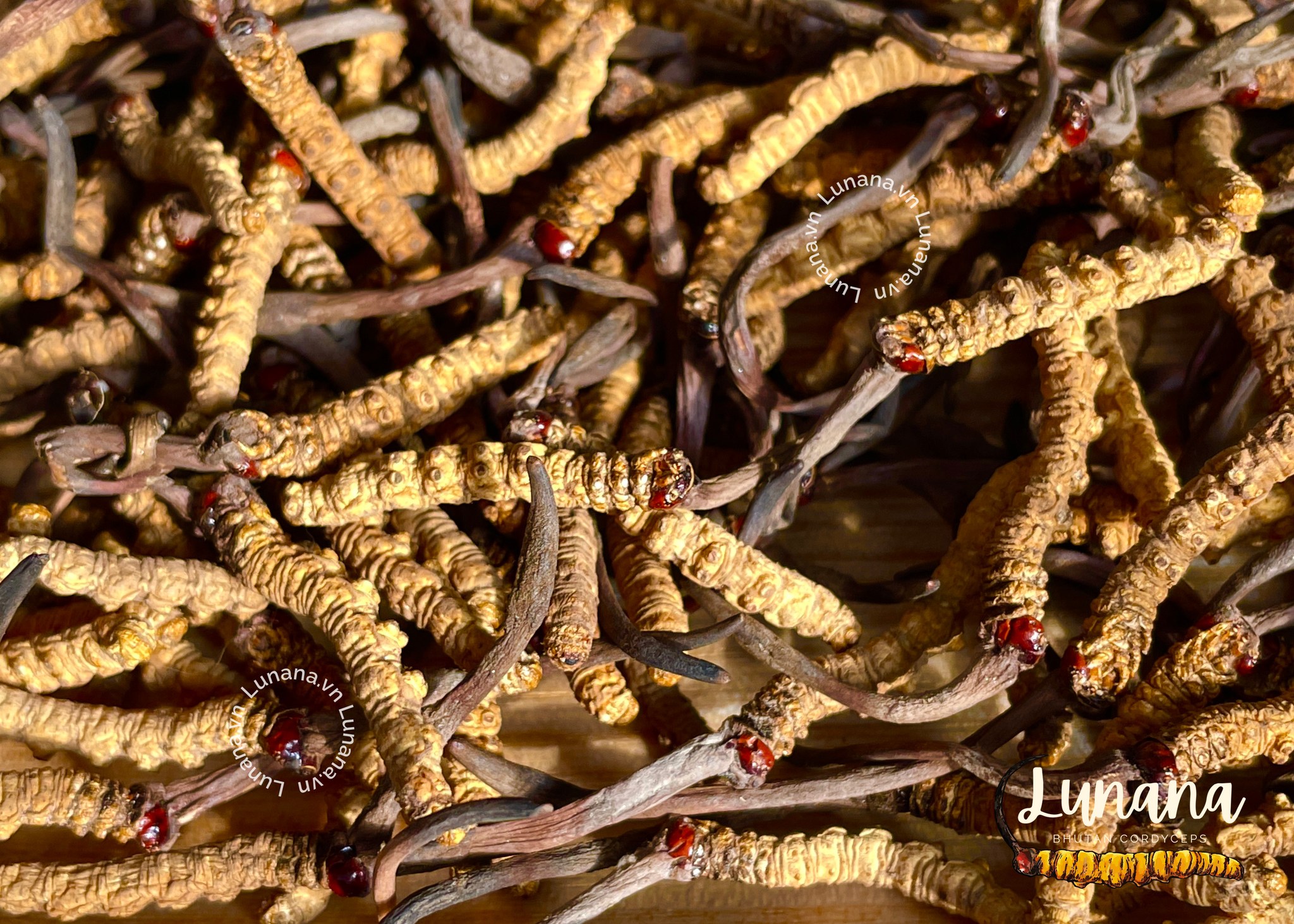 Tác dụng của đông trùng hạ thảo đối với bệnh thận Tác dụng của đông trùng hạ thảo