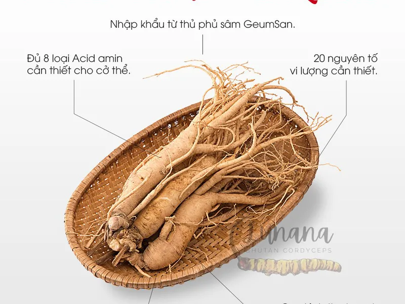 Sâm tươi Hàn Quốc 6 tuổi Lunana (20 củ/ kg)