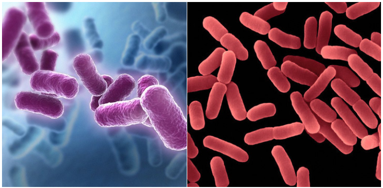 men vi sinh, lợi khuẩn, nuôi tôm