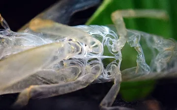 CÁC YẾU TỐ ẢNH HƯỞNG ĐẾN QUÁ TRÌNH LỘT XÁC CỦA TÔM