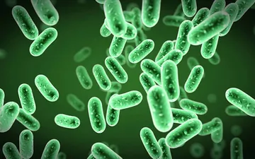 MẬT SỐ VI KHUẨN TRONG AO CAO SẼ ẢNH HƯỞNG ĐẾN TÔM NHƯ THẾ NÀO