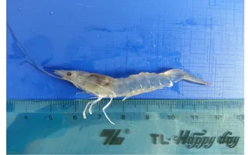 BỆNH HOẠI TỬ CƠ QUAN TẠO MÁU VÀ CƠ QUAN LẬP BIỂU MÔ (IHHNV)