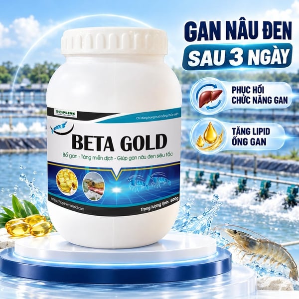 BETA GOLD