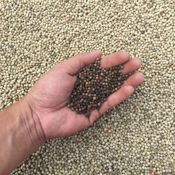 Hồ tiêu (Pepper)